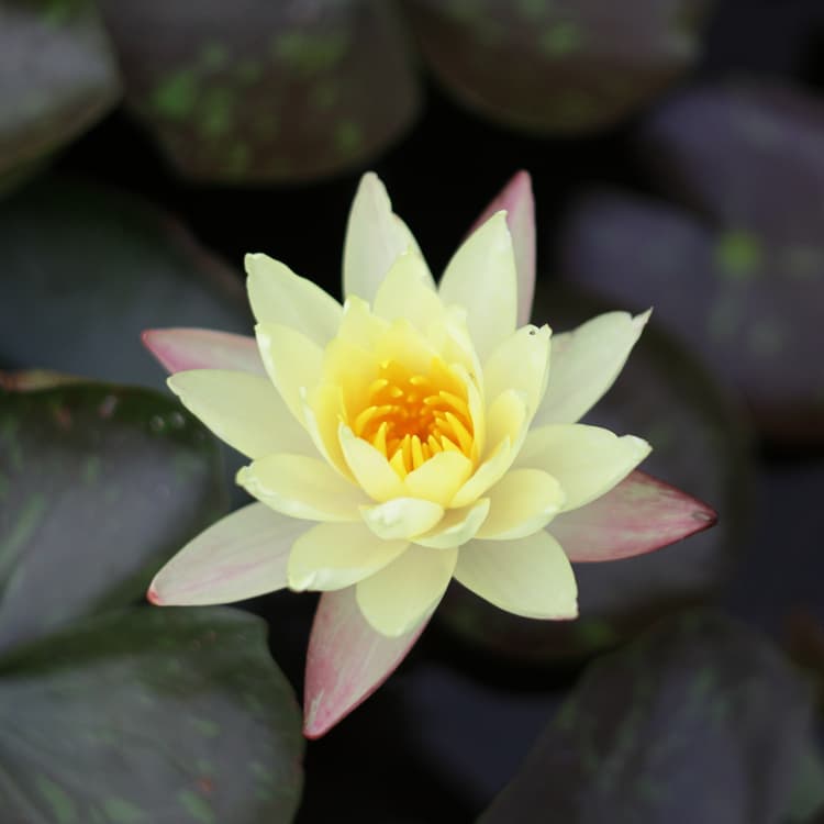 Gelber Lotus